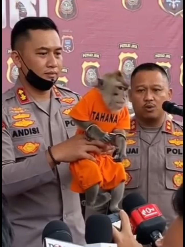 Begal Pisang Meresahkan Tertangkap #monky #crime #semuaorang 