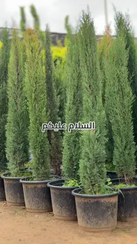 #ليبيا_طرابلس_مصر_تونس_المغرب_الخليج #مشتل_البركة 