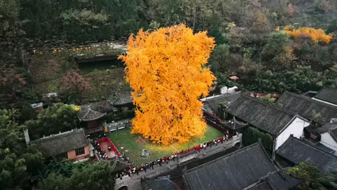 李世民亲手为长孙皇后栽的银杏树，1400年了依旧耸立着＃我猜你也喜欢秋天