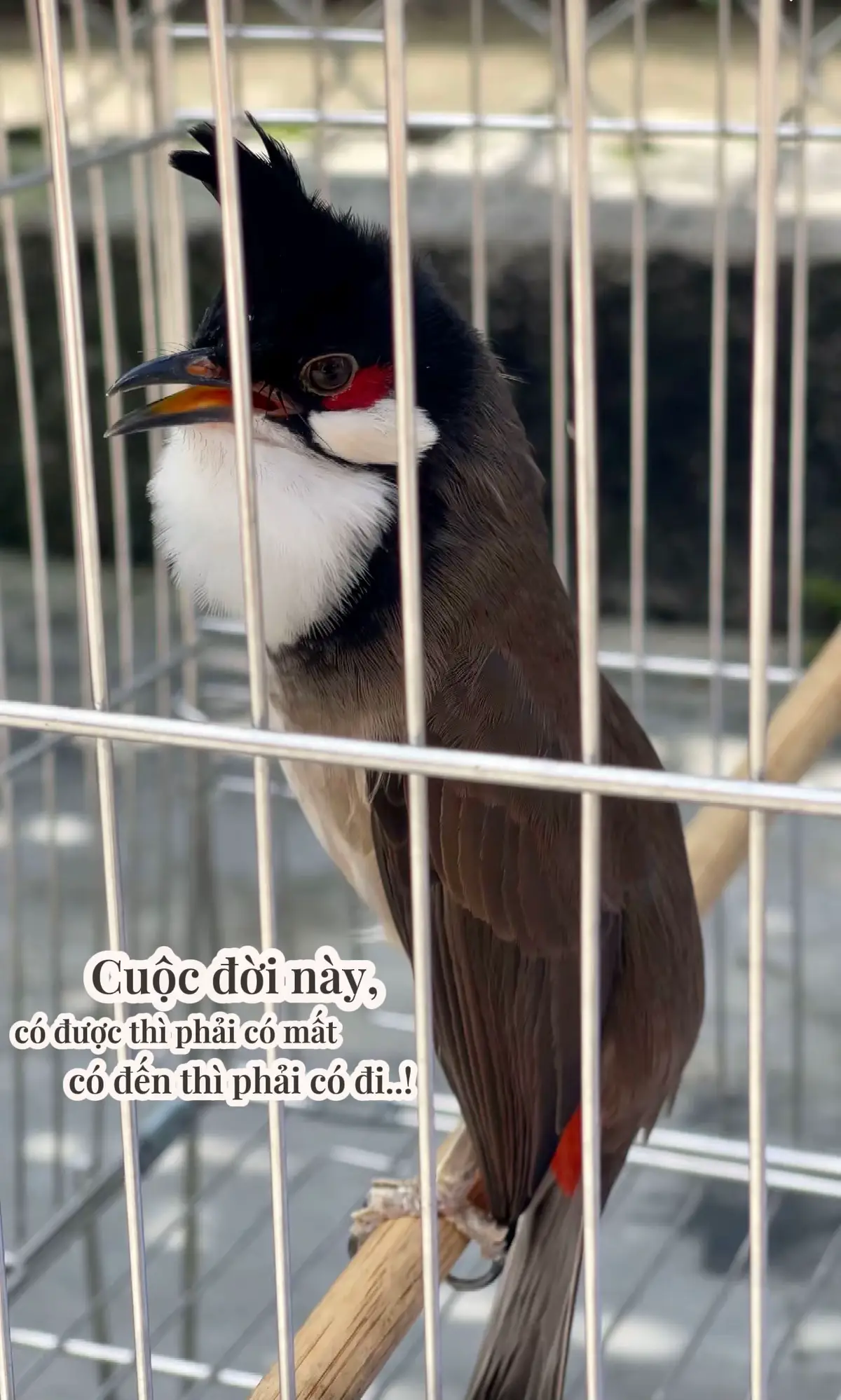 Hình bộ, bóng bộ chú chim có quan trọng không anh em? Bản thân Luân luôn ưu tiên thái độ trước, bóng bộ sau. Mình đang lan toả đến những anh em mới tập chơi bộ môn trời đày này. Tốt nhất anh em hãy nhìn vào lối đánh, phách đánh, anh em thấy hợp nhãn được có tố chất, anh em mua! Đẹp trai chỉ là cái mã bên ngoài, chẳng mang lợi ích gì trong cuộc thi Chào Mào đấu hót cả..! Nhưng nếu anh em hữu duyên sở hữu được cả hai, thái độ lẫn hình bộ, thì xin chúc mừng anh em, hữu duyên có sét đánh cũng lụm. Để chọn được một chú chim hình bộ đẹp, lói đánh tốt, hót hay thì không phải ai cũng biết cách, nhất là đối với những anh em mới chơi chim. Riêng Luân hiện tại quan trọng nhất vẫn là thần thái của một chú chim hãy tìm những chú chim mặt hung dữ để tuyển chọn nhé anh em vì đa số những chim mặt hung dữ (mặt ác) toàn là những chiến binh không biết sợ. Hình thể con chim bộ phải liền lạc nên bắt những chú chim ngực nở, cánh sệ, cặp chân to là tiêu chí đầu tiên. Các mẫu họng bò, yếm khít, xòe cứng, xòe mềm chỉ là vẽ đẹp hình thể nếu bạn bắt vừa có các tiêu chí trên và chim tố chất thì giá sẽ rất cao. V…v. • Chúc anh em mới chơi chim chọn được một chiến binh ưng ý nhé, cảm ơn anh em! #chaomaobaydau  #chiasekinhnghiem  #chaomao  #xh  #chaomaodauhot  