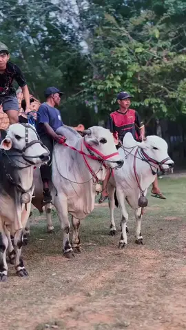 Jan Nyeni tenan nek koyo ngene ki #sapijumbo #mbohsakkarepmu #paryonofram #boykar #oramangkatgelotenan