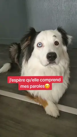 je vous ai créé une bande-son 💖 #lavieenrose #chien #inseparable #Love 