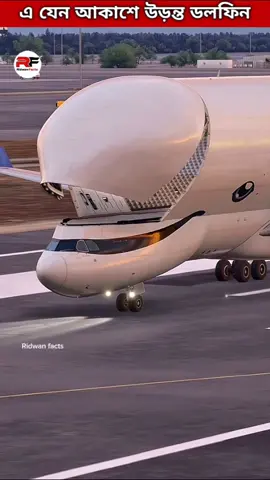 This is like a dolphin flying in the sky Airbus Beluga XL Airbus beluga  world's rarest cargo plane inside the Airbus beluga  #aviation #airbusbeluga #aircraft #airplane #Science 