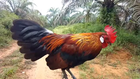 pancing Kokok ayam hutan  #ayamhutansumatera #mikatayamhutan 