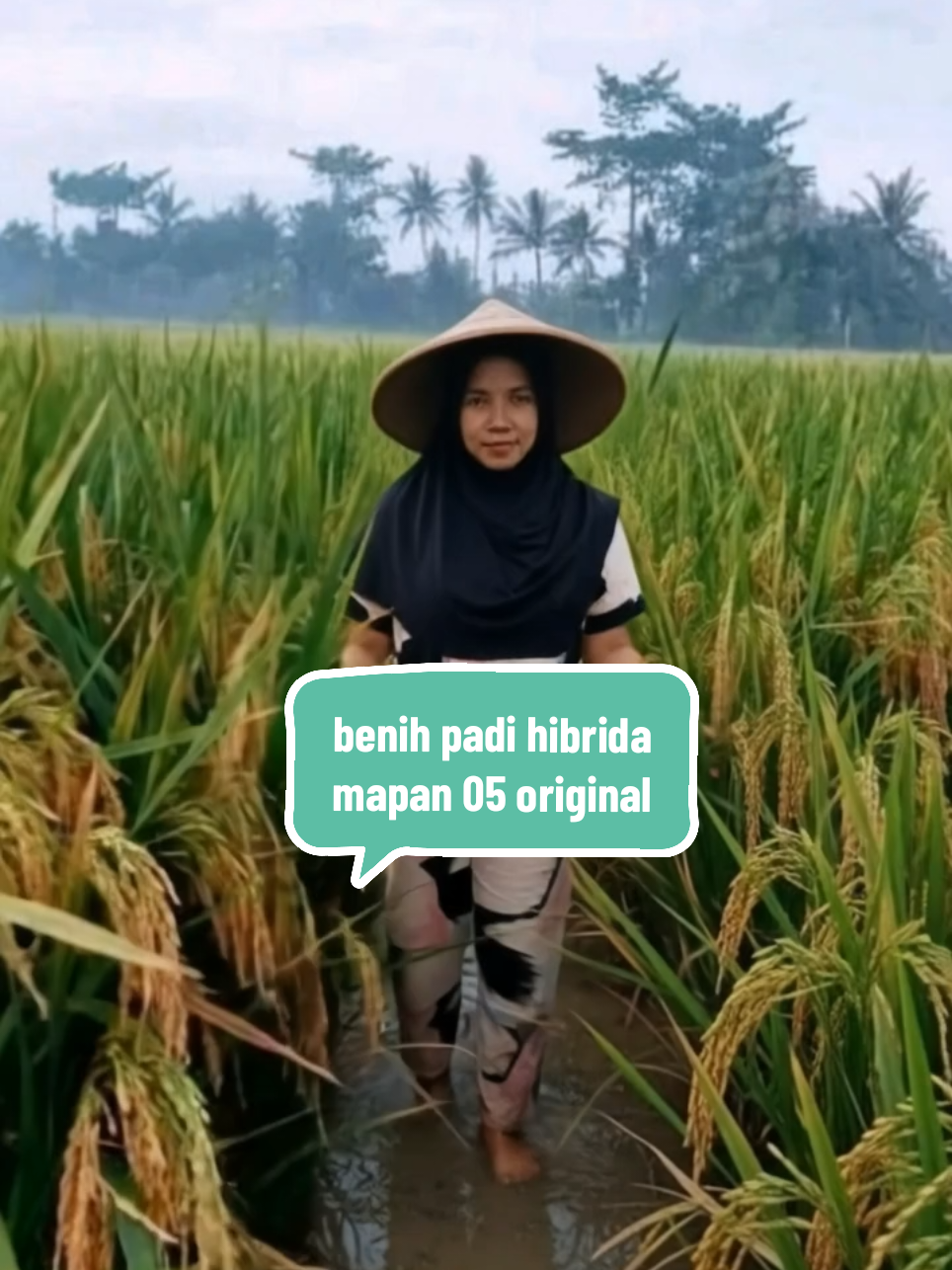 benih padi hibrida mapan 05 original#benih #padi #berkualitas 