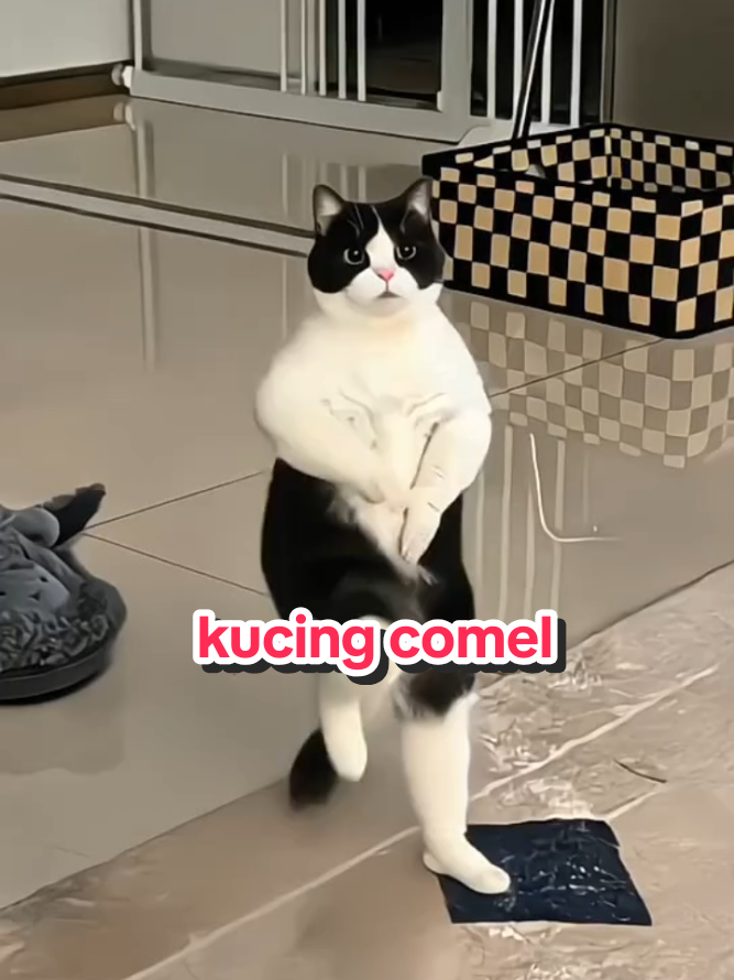 kucing comel menarik #kucinggemoy #kucing #fyyypppppppppppppppppppppppppp #kucingmenari #kucingjoget kucingjoget