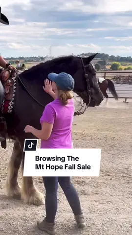 Come browse the Mt Hope Fall Sale with me!!! #horseauction #horsesale 
