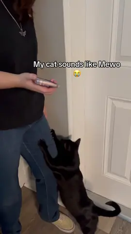 She was sounding even more like the sound before we got the video, like every time the sound played she would meow back between LMAO 😭😭 #omori #mewo #fyp #fyppoppppppppppppppppppppppppppp #cats 