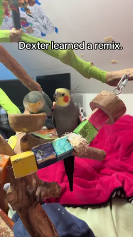 He’s so funny I love him sm #cockatiel #lovebird #sniper #cockatielsinging #cockatielsong