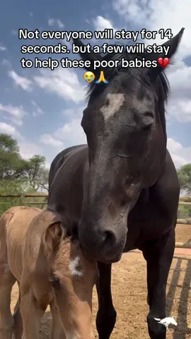 Not everyone will stay for 14 seconds. but a few will stay to help these poor babies#100kviews #horsetiktokforyourpage #engagement #horsesoftiktok #horselovers 