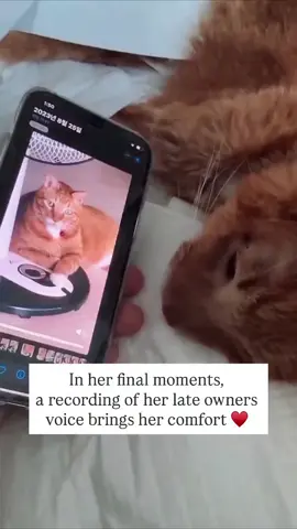 The cat will meet his favourite human soon😿🥹 Follow for more!! #kitty #sadmoment #catlovers #viral ##fyppppppppppppppppppppppp 