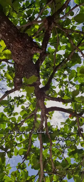 dia mengatakan, hidup ini tempatnya Capek, dan aku bilang makanya mari kita jalaninya bareng-bareng#fyppppppppppppppppppppppp #foryou #fyp #trending 