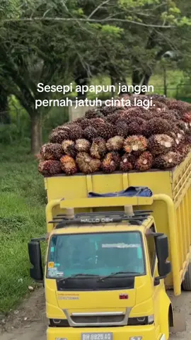#supirtruck #storypabrik #supirsawit