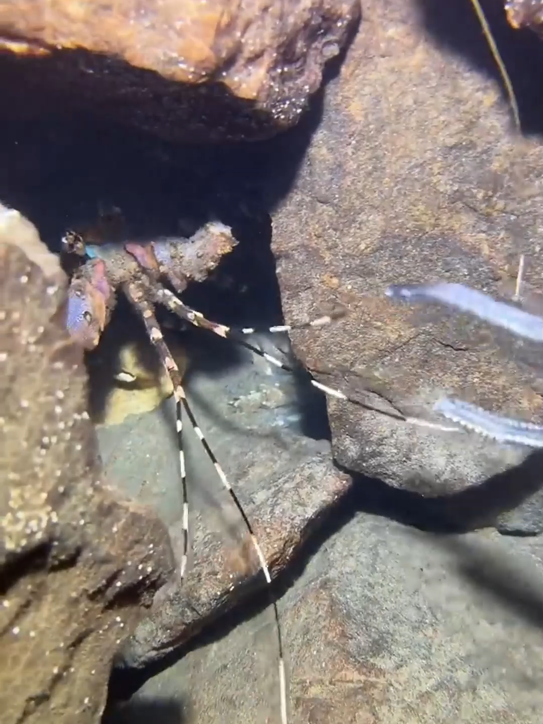 #fishing #eels #diving #crab #lobster #beach #deepsea #nemo #catchthesea #nature #sea