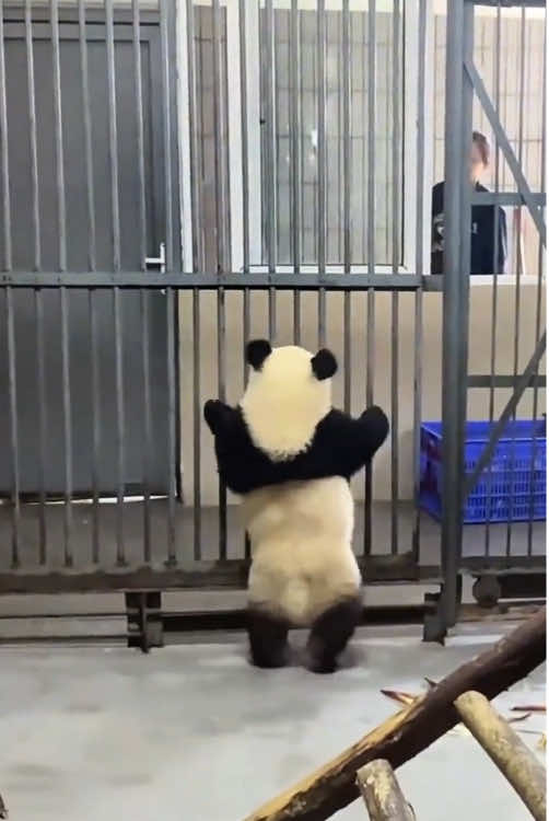 Panda🐼so cute#panda #fyp #pandasoftiktok #usa #cuteanimals 