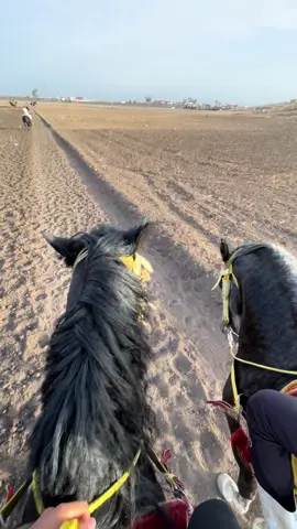 #trend #🇲🇦 #khayl #maroco🇲🇦algeria🇩🇿tunisia🇹🇳 #jdida #شعب_الصيني_ماله_حل😂😂 #cha3bi #tbourida 