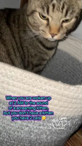 2AM wake up call to the sound of a screaming kitten I don’t own, did my girls bring in another cat? 😳 I was tired and confused. #catsoftiktok #tabbycat #treefrog #kitten 