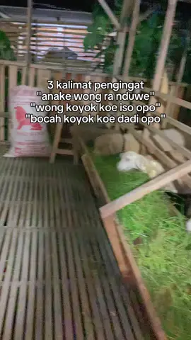 koe jane ngerti opo #sanjayafarm #peternakmuda #fyp?tiktok♥️ #fyppppppppppppppppppppppppppppppppppp 