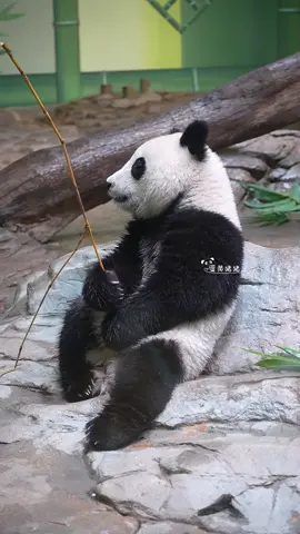 heo muội ngồi câu cá#panda #độngvật #gấutrúc 