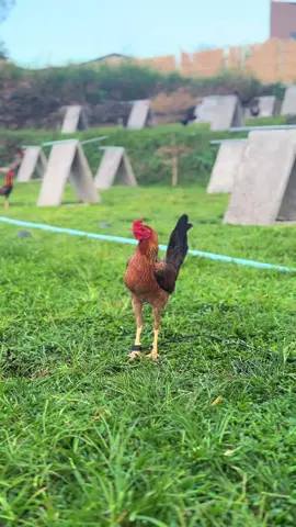 #TRIDATU #fyp #ayamfilipin🇵🇭 #pyfffffffffffffffffffffffffffffffff 