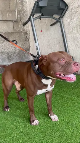 Tempesta di fuoco 🔥 #pitbull #rednose #pitbullterrier #ukc #americanpitbull 🔥🔥🔥