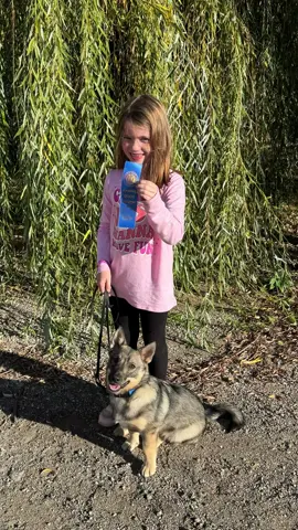 We had minimal prep time for this title trial and my daughter really showed up and showed out with her puppy Jack Jack. Special shout out to his awesome breeders at valkyrie Vallhunds.  He is 5 months old!!                         #caninegoodcitizen #trickdognovice #dogsoftiktok #puppytiktok #valkyrievallhunds 
