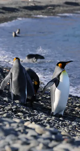 Penguin squad hits the beach together #cute #viral