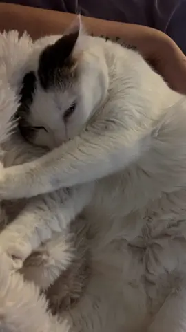 My cats everytime I want to film their cuteness 🥰 #cutecat #cats #catsleeping #funnycats #catlover 