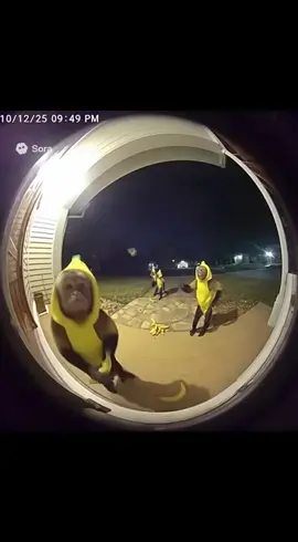 Monkeys dingdong ditching#fyp #viral #viral #sora #ai 