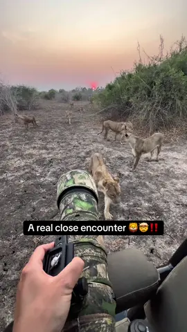 A WILD wildlife filmmaking morning with the lions! 🦁🤯🎥 @hannahstitfall on Instagram 🫶 #wildlifephotography #wildlife #safari #cat #lion 