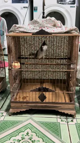 Ntn đã đẹp chưa ae 🤣🤣🤣. #mokenh #powertrinhquocdat #xuhuong #chaomaodep #camchimthiencoi 