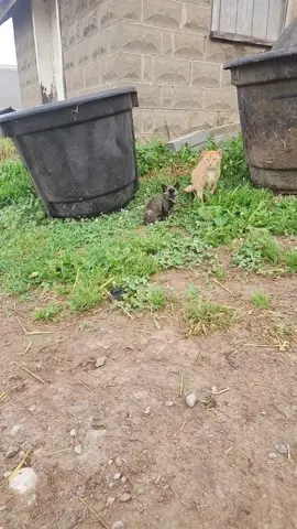 #lifeonthefarm #catsoftiktok 