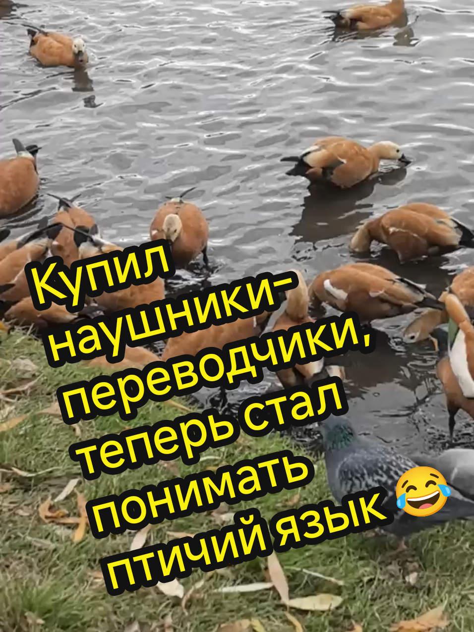 Купил наушники - переводчики, теперь гулять по парку стало намного интереснее 😂 #юмор #приколы #камеди #анекдоты