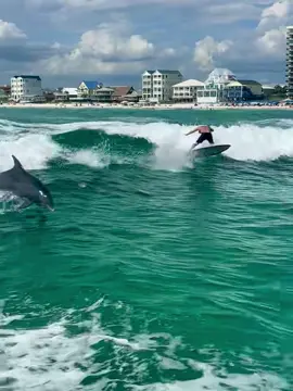 Dolphin trick of the week sent to us by a customer when a local surfer caught the wave and shredded with the dolphins! This is extremely rare out here! We’ve never seen someone bust a chop-hop with dolphins before! #panamacitybeach #surfing #dolphins 