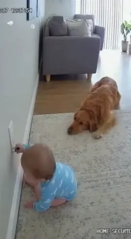 #dog #dogsofttiktok #doghero #funnydog #sora2 