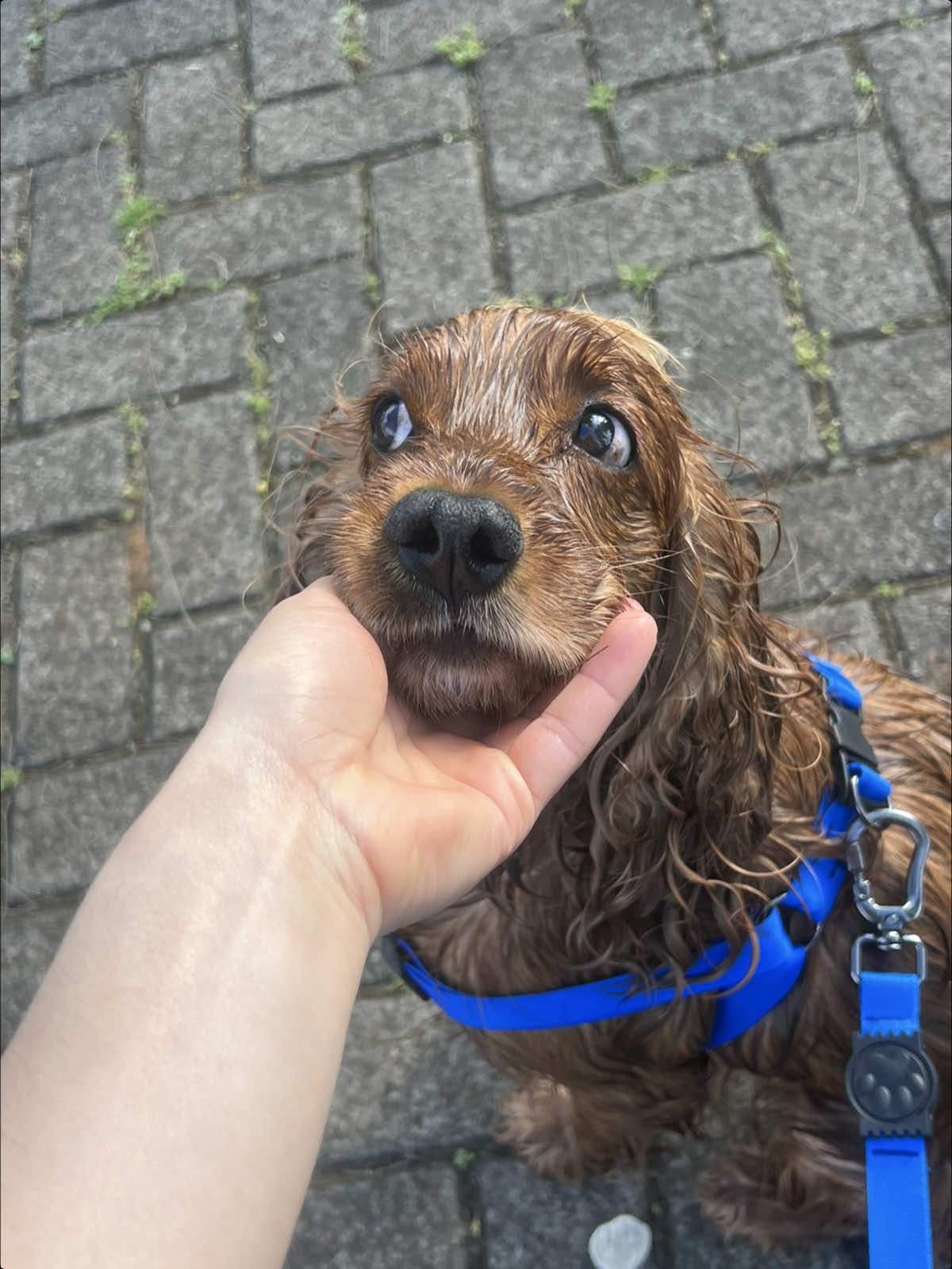Mais um dia salvando minha cachorra do resultado das caças de pomba dela 😂 #cocker #cockerspaniel #cockerspanielsoftiktok #cockerspanielpuppy #dog 
