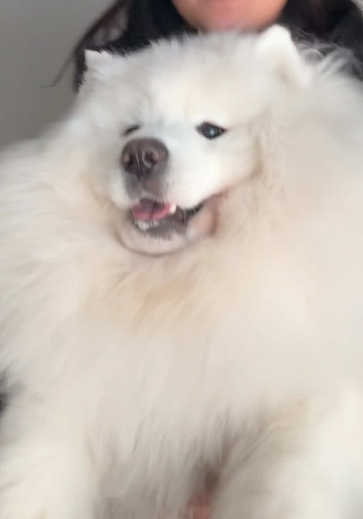 All jokes aside I love my chonky Ody so much🥰 #fyp #trends #dog #samoyed #viralvideo 
