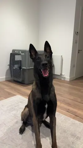 Scary #malinois #belgianmalinois #dogs 