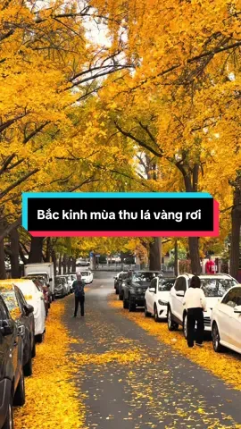 Bắc Kinh mùa thu lá vàng rơi #backinh #dulichtrungquoc #tourtrungquoc #dulich #travel 