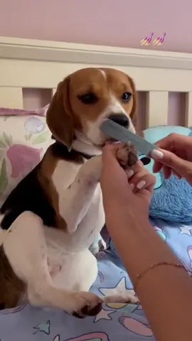 #beagle #beaglelifebeaglelove #puppytiklok #softtiktokdog #viral 