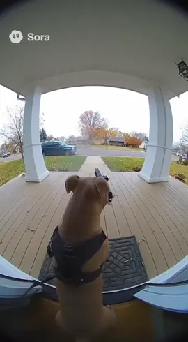 strapped #fyp #67 #ring #pitbull #gun 