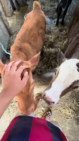 😇 #kandangsapi #peternaksapiindonesia #sapisimental #pedetsuper #fyp 