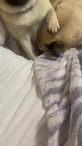 Мопсы пукают часто и довольно громко из-за их брахицефальной (сплюснутой) морды, которая приводит к заглатыванию большего количества воздуха во время еды. Их строение также предрасполагает к проблемам с пищеварением и перееданию, что усугубляет газообразование. 