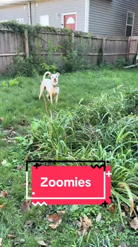 Sunday morning zoomies - look at this cutie! #dogsoftiktok #dogsitting #puppytiktok #doglover #october 