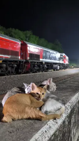 #keretaapiindonesia #keretaapikita #fyp #fyppppppppppppppppppppppp #kucingoren 