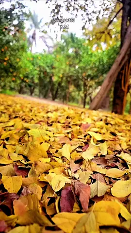 سمير صبيح المثلي حسبها وكعد#tiktokindia #fyp #العراق #بغداد #بساتين_ديالى🍊🍊 