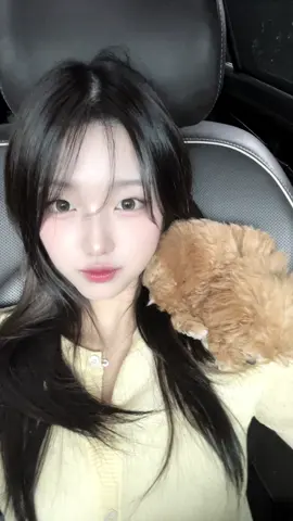 울집 애기가 어깨에 올라가서 자리잡고 쿨쿨 잠.. #fyp #아기강아지