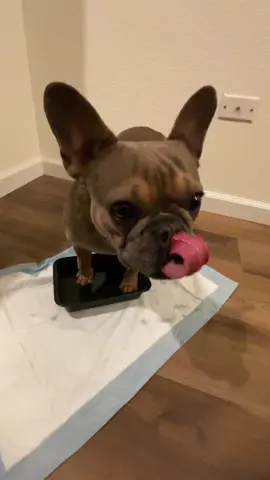 My mom is soaking my paws in antiseptic medication because I chased after a squirrel and got a boo-boo. #frenchie #frenchbulldog #fyp 