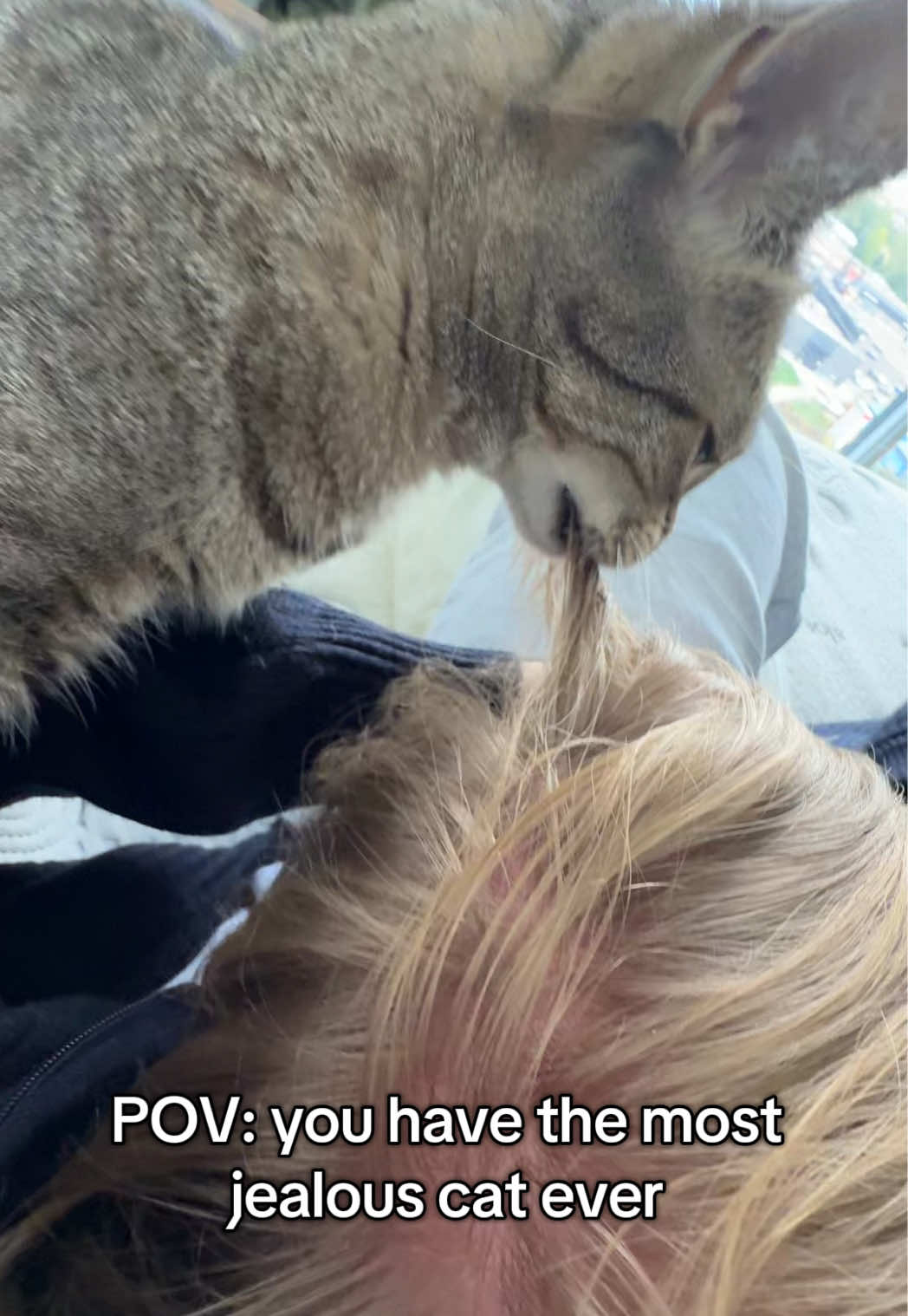 She needs all the attention all the time 😅 #fyp #meme #catsoftiktok #cat #jealous 