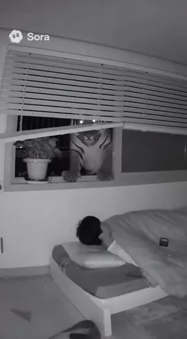 자는데 호랑이가 들어오삐노  #cctv #호랑이  #신기한영상 #재미있는 영상 #ai